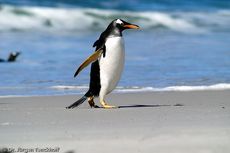 Eselspinguin (80 von 97).jpg